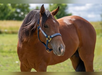 Caballo cuarto de milla, Semental, 3 años, Castaño rojizo
