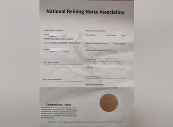 Caballo cuarto de milla, Semental, 3 años, Castaño rojizo
