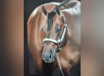 Caballo cuarto de milla, Semental, 3 años, Castaño rojizo
