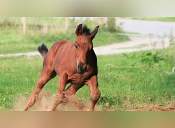 Caballo cuarto de milla, Semental, 3 años, Castaño