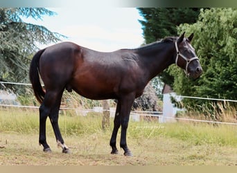 Caballo cuarto de milla, Semental, 3 años, Negro