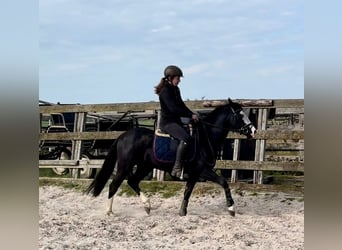 Caballo cuarto de milla, Semental, 4 años, 140 cm, Negro