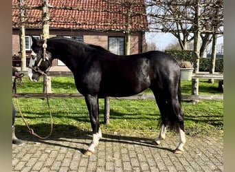Caballo cuarto de milla, Semental, 4 años, 140 cm, Negro