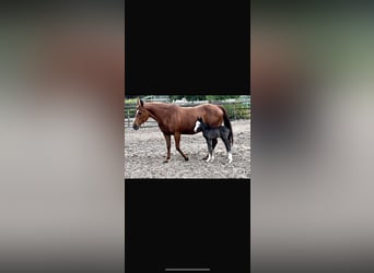 Caballo cuarto de milla, Semental, 4 años, 140 cm, Negro