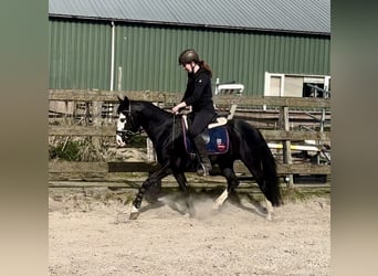 Caballo cuarto de milla, Semental, 4 años, 140 cm, Negro
