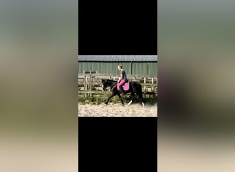 Caballo cuarto de milla, Semental, 4 años, 141 cm, Negro
