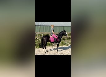 Caballo cuarto de milla, Semental, 4 años, 141 cm, Negro