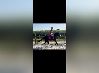 Caballo cuarto de milla, Semental, 4 años, 141 cm, Negro