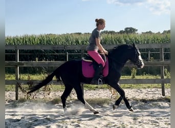 Caballo cuarto de milla, Semental, 4 años, 141 cm, Negro