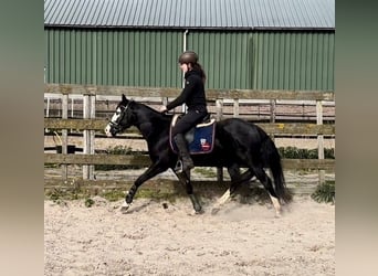 Caballo cuarto de milla, Semental, 4 años, 141 cm, Negro