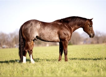 Caballo cuarto de milla, Semental, 4 años, 147 cm, Rabicano