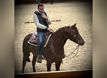 Caballo cuarto de milla, Semental, 4 años, 148 cm, Alazán-tostado