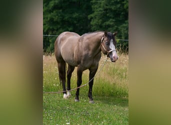 Caballo cuarto de milla, Semental, 4 años, 149 cm, Grullo