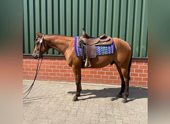 Caballo cuarto de milla, Semental, 4 años, 152 cm, Castaño