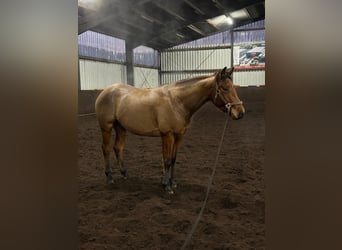 Caballo cuarto de milla, Semental, 4 años, 152 cm, Castaño
