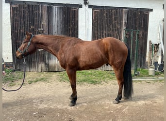 Caballo cuarto de milla, Semental, 4 años, 154 cm, Castaño