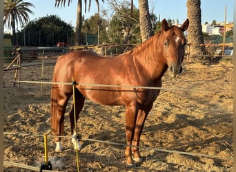 Caballo cuarto de milla, Semental, 4 años, 155 cm, Alazán