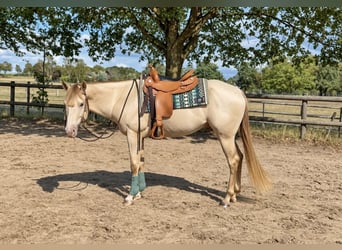 Caballo cuarto de milla, Semental, 4 años, 155 cm, Champán
