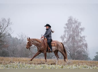 Caballo cuarto de milla, Semental, 4 años, 155 cm, Ruano alazán