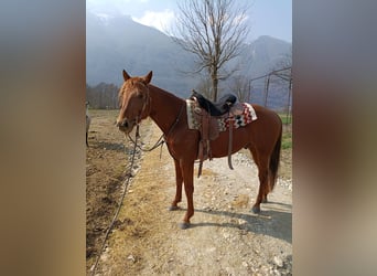 Caballo cuarto de milla, Semental, 4 años, 156 cm, Alazán