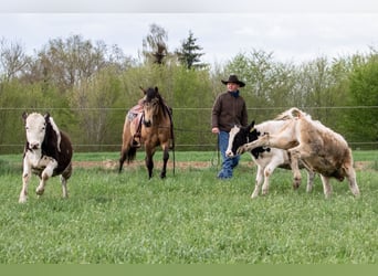 Caballo cuarto de milla, Semental, 4 años, Buckskin/Bayo