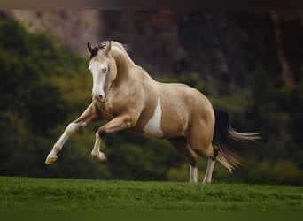 Caballo cuarto de milla, Semental, 5 años, 140 cm, Buckskin/Bayo
