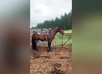 Caballo cuarto de milla Mestizo, Semental, 5 años, 143 cm, Castaño