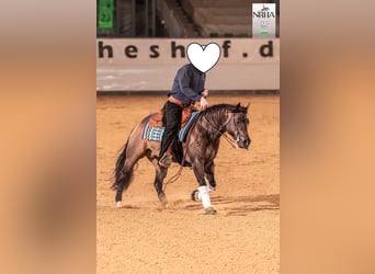 Caballo cuarto de milla, Semental, 5 años, 149 cm, Buckskin/Bayo