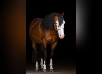 Caballo cuarto de milla, Semental, 5 años, 150 cm, Castaño