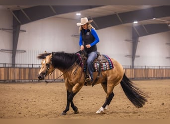 Caballo cuarto de milla, Semental, 5 años, 152 cm, Buckskin/Bayo