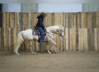 Caballo cuarto de milla, Semental, 5 años, 152 cm, Cremello