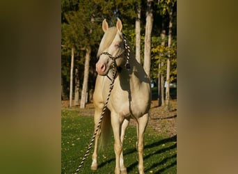 Caballo cuarto de milla, Semental, 5 años, 152 cm, Cremello