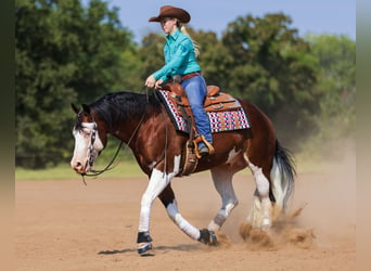 Caballo cuarto de milla, Semental, 5 años, 152 cm