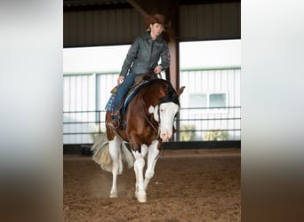 Caballo cuarto de milla, Semental, 5 años, 152 cm