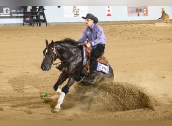 Caballo cuarto de milla, Semental, 5 años, 155 cm, Castaño oscuro