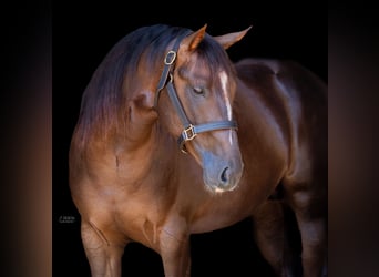 Caballo cuarto de milla, Semental, 5 años, 155 cm, Castaño oscuro