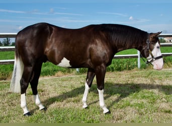 Caballo cuarto de milla, Semental, 5 años, Negro