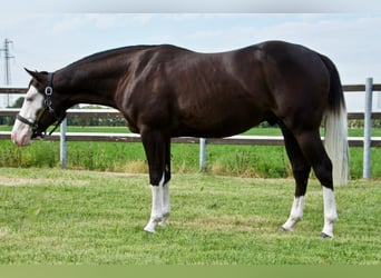 Caballo cuarto de milla, Semental, 5 años, Negro
