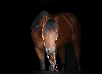 Caballo cuarto de milla, Semental, 6 años, 150 cm, Castaño