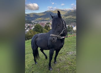 Caballo cuarto de milla, Semental, 6 años, 152 cm, Negro