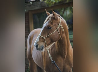 Caballo cuarto de milla, Semental, 6 años, 155 cm, Alazán rojizo
