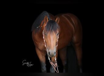 Caballo cuarto de milla, Semental, 6 años, 155 cm, Castaño oscuro