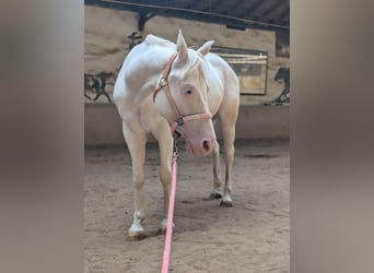 Caballo cuarto de milla, Semental, 7 años, 150 cm, White/Blanco