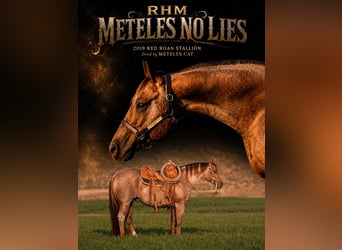 Caballo cuarto de milla, Semental, 7 años, Ruano alazán