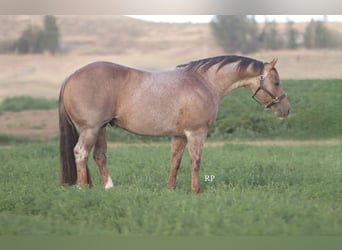 Caballo cuarto de milla, Semental, 7 años, Ruano alazán