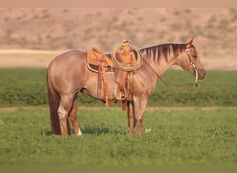 Caballo cuarto de milla, Semental, 7 años, Ruano alazán