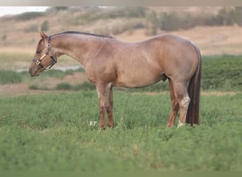 Caballo cuarto de milla, Semental, 7 años, Ruano alazán