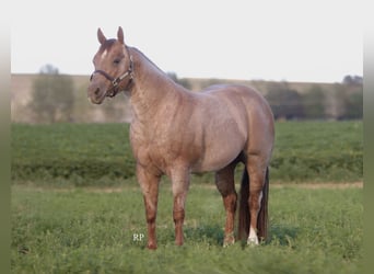 Caballo cuarto de milla, Semental, 7 años, Ruano alazán