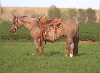 Caballo cuarto de milla, Semental, 7 años, Ruano alazán