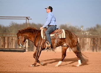 Caballo cuarto de milla, Semental, 8 años, 147 cm, Alazán rojizo